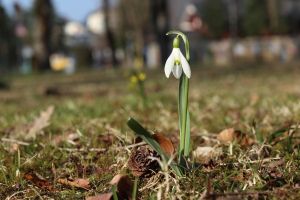 galanthus, flower background, spring, flower wallpaper, schneeglöckchen, beautiful flowers, frühling, flower, nature, blumen