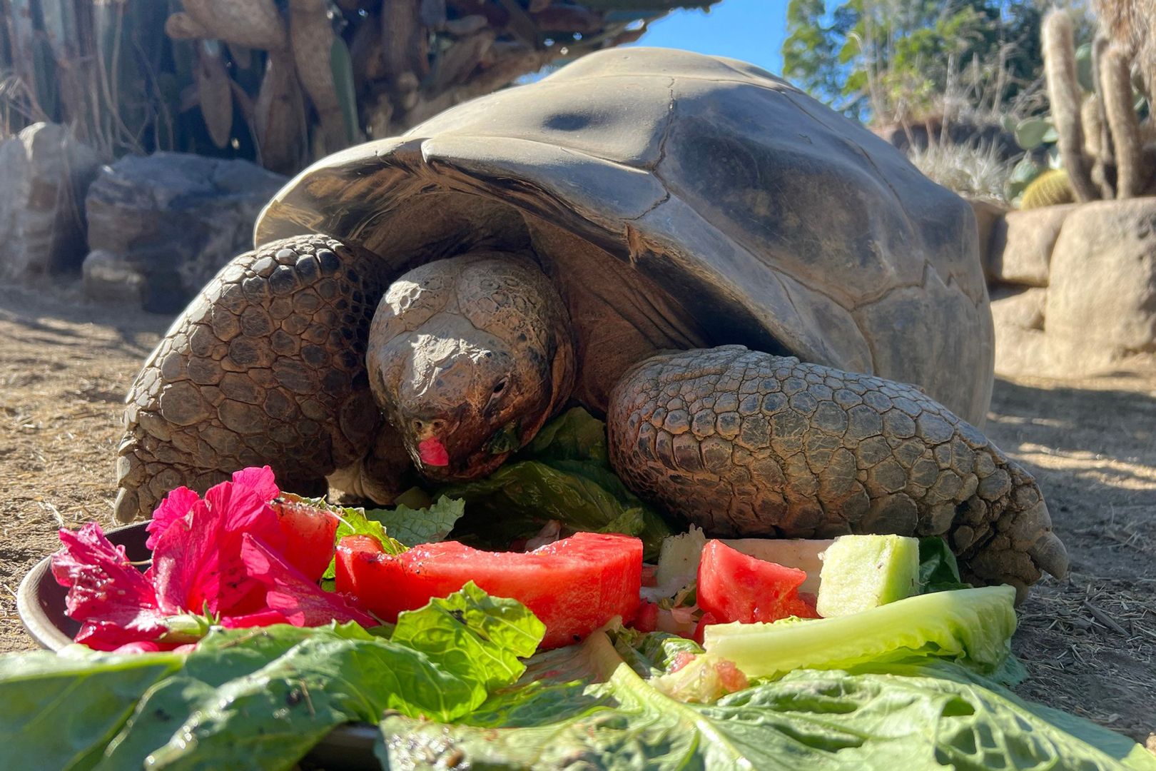 Galapagos-Schildkröte im Zoo von San Diego