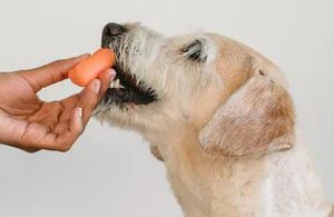 Gefährliche Lebensmittel für Hunde: Diese 5 Dinge können deinem Vierbeiner schaden