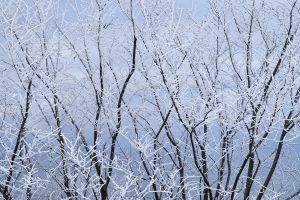 Gefrorene Bäume In Der Wintersaison