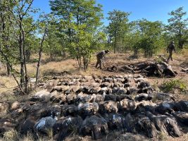 Geier in Afrika getötet