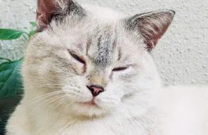 Gelenkverschleiß bei Katzen: So erkennen und begleiten Sie Arthrose richtig