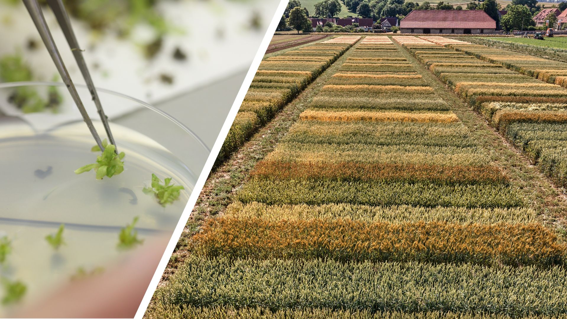 Genome Editing: Pflanzenzüchter in den Startlöchern