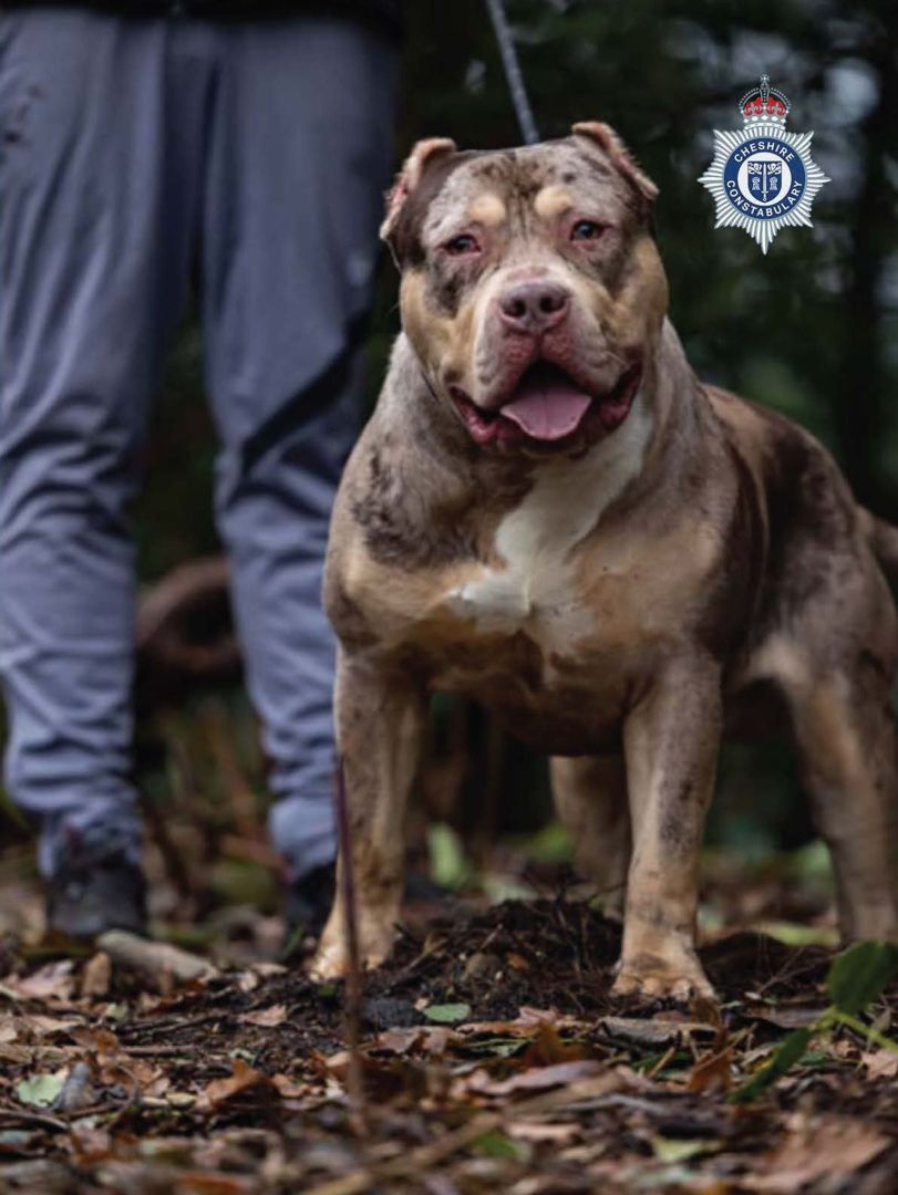 Gerichtsverfahren zu XL Bully in England