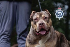 Gerichtsverfahren zu XL Bully in England