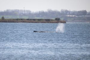 Gestrandeter Buckelwal in Wismarbucht