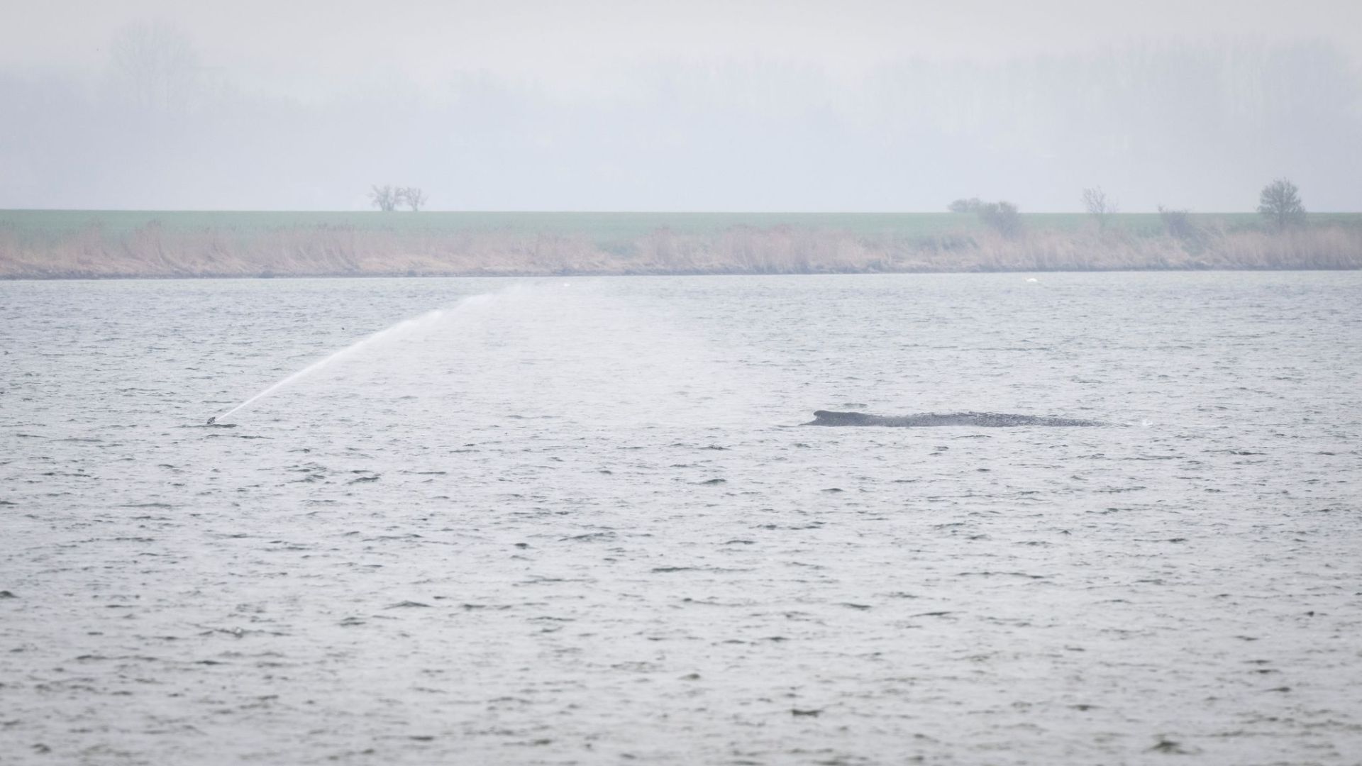 Gestrandeter Buckelwal vor Poel