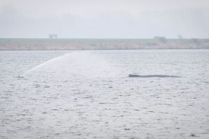 Gestrandeter Buckelwal vor Poel