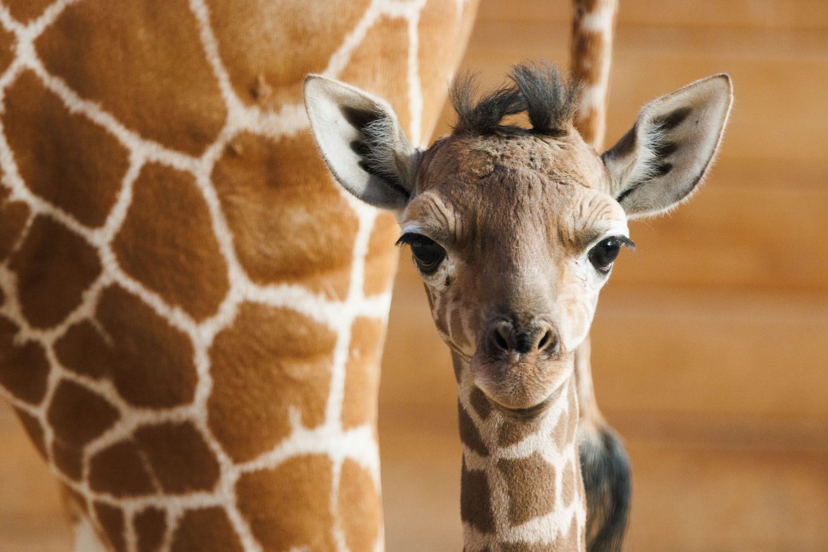 Giraffen-Nachwuchs im Opel-Zoo