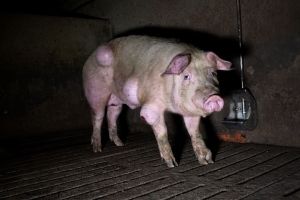 Grausige Zustände in einem spanischen Schweinemastbetrieb