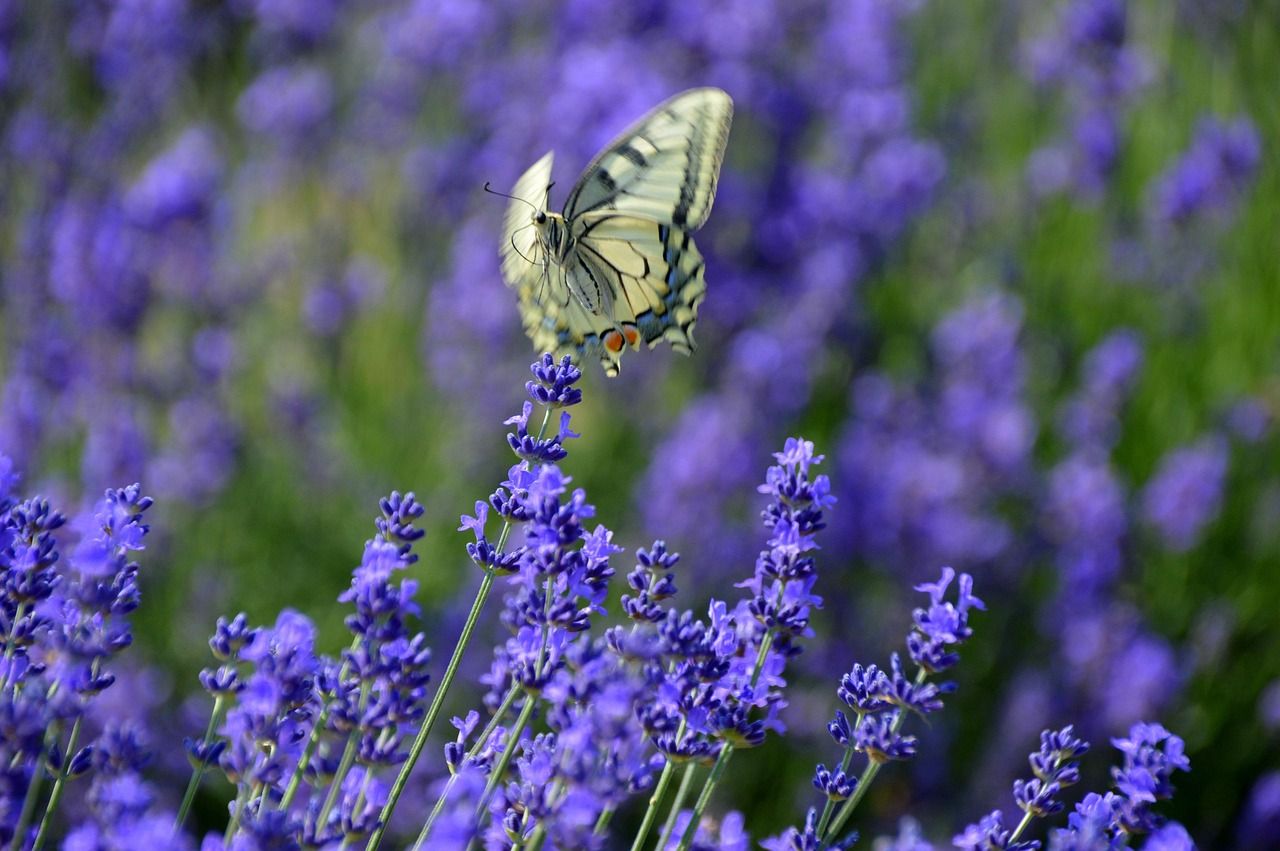 green, picture, nature, grass, summer, cute, lovely, butterfly, insect, grünes