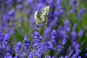 green, picture, nature, grass, summer, cute, lovely, butterfly, insect, grünes
