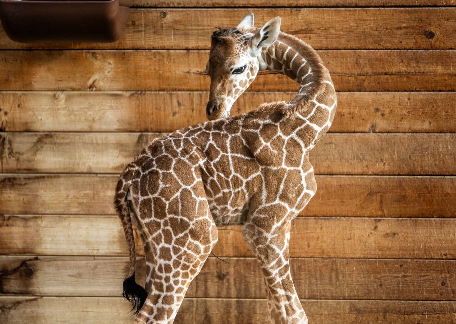 Griraffennachwuchs im Opel-Zoo