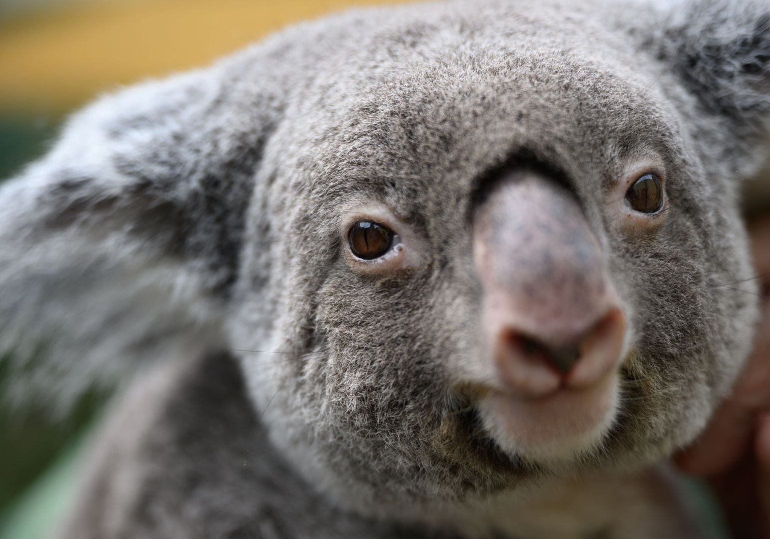 Großes Koala-Nationalparkprojekt in Australien