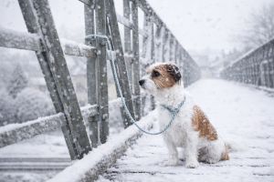 Gut gemeint, schlecht gemacht: Tiere als Weihnachtsgeschenk