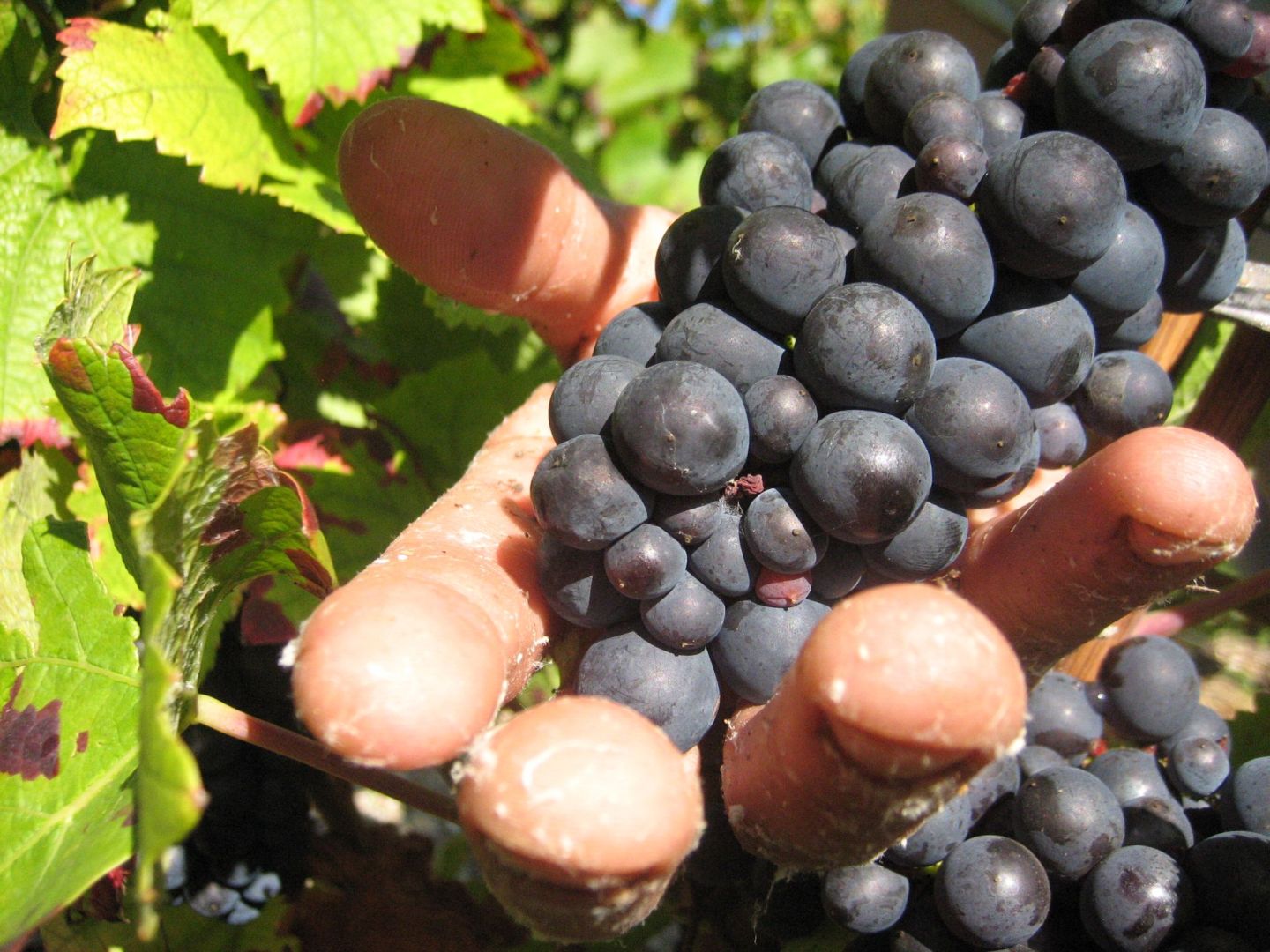Haft für «Weinlese der Schande» - Erntehelfer ausgebeutet 