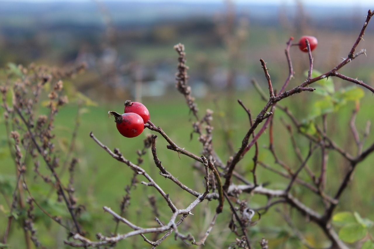 hagebutte, herbst, natur