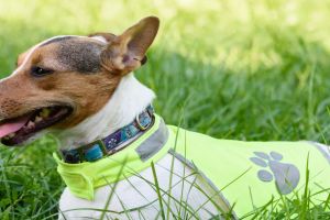 Haustierversicherung für Hund und Katze: Welche Absicherung wirklich sinnvoll ist