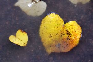 Herbst 
