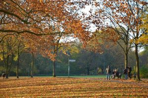 herbst, nature, tree, october, colorful, autumn, fall