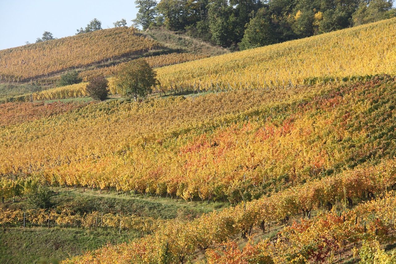 herbst, weinberg, sonne, wein, farben, rot, orange, gelb, elsass, turckheim, frankreich, natur, landschaft, hügel, grün, weinberg, weinberg, weinberg, weinberg, weinberg