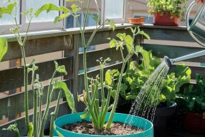Hochschule Weserbergland bringt Gesundheitswissen auf Balkon und Fensterbank