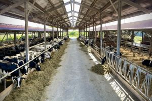 Hofführungen in der Krummhörn: Landwirtschaft hautnah erleben
