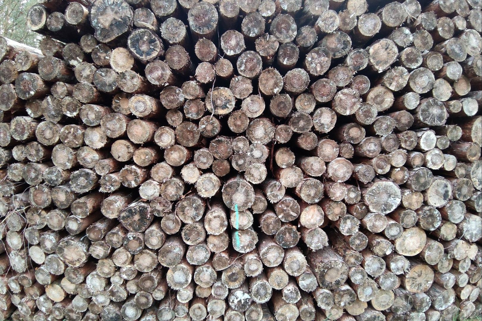 Holzstämme (Archiv)