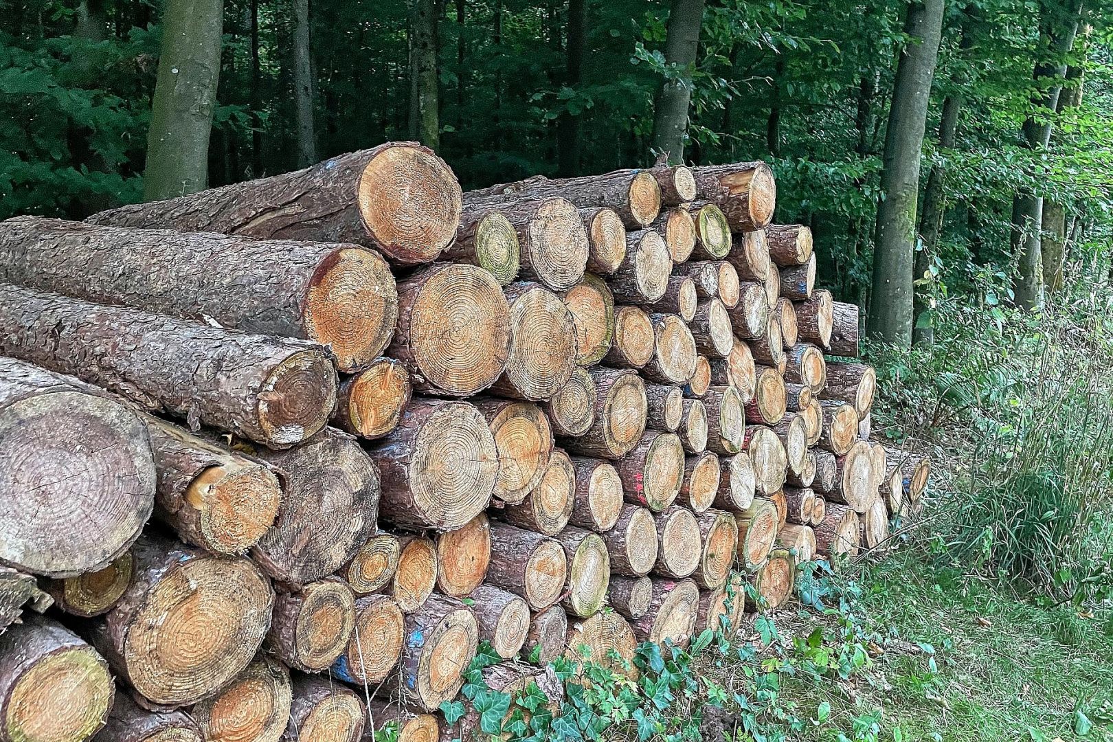 Holzstämme im Wald (Archiv)