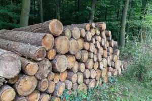 Holzstämme im Wald (Archiv)