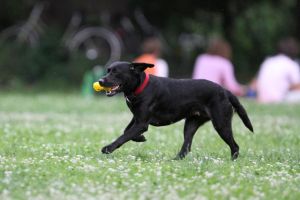 Hund (Archiv)