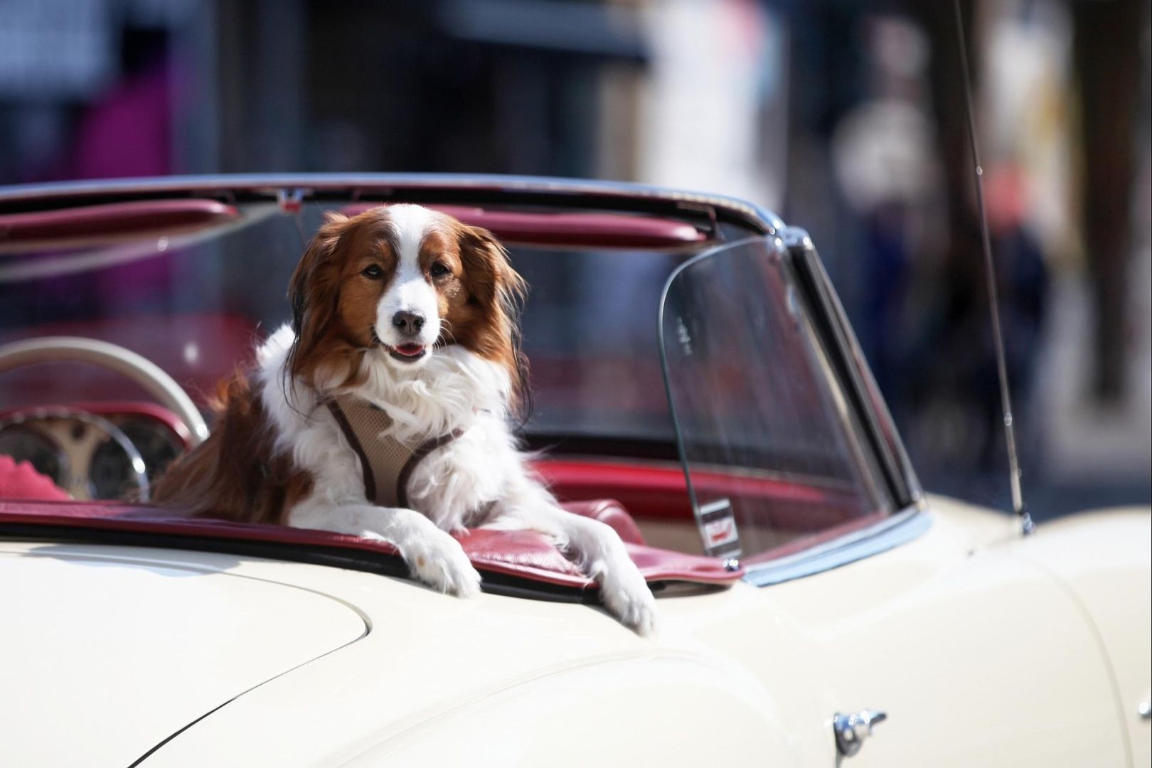 Hund in einem Oldtimer (Archiv)
