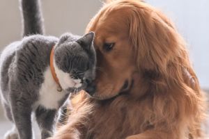 Hund oder Katze gegen Einsamkeit – welches Haustier passt wirklich zu deinem Leben?