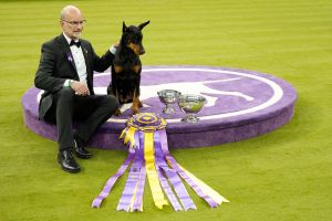 Hundeausstellung Westminster Kennel Club Dog Show in USA