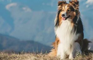 Hundefell richtig trimmen, scheren oder schneiden – so bleibt Haut und Fell gesund