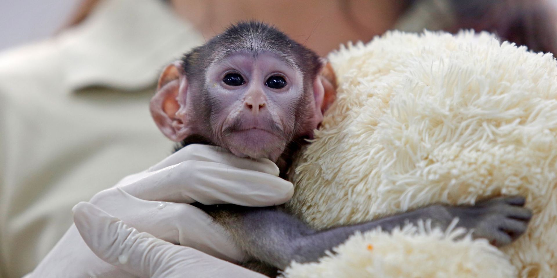 Husarenaffen-Baby Yuji