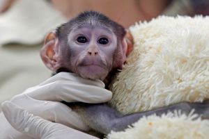 Husarenaffen-Baby Yuji