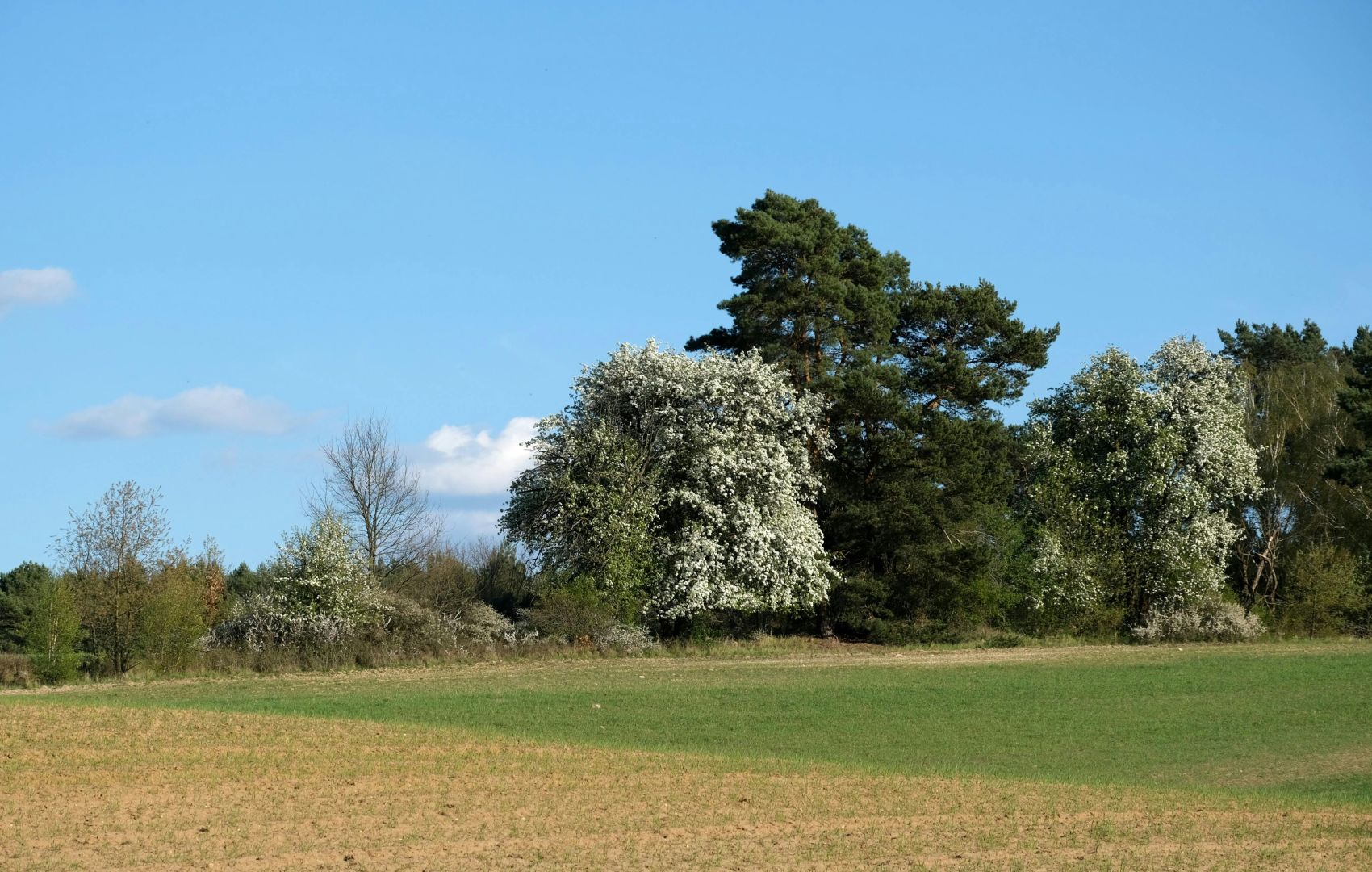 idyllische landschaftsszene mit blühenden bäumen und klarem blauem himmel, die die essenz des frühlings einfängt.