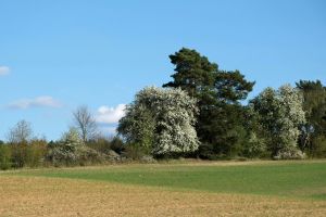 idyllische landschaftsszene mit blühenden bäumen und klarem blauem himmel, die die essenz des frühlings einfängt.