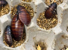 Illegal gezüchtete Schaben in Australien beschlagnahmt