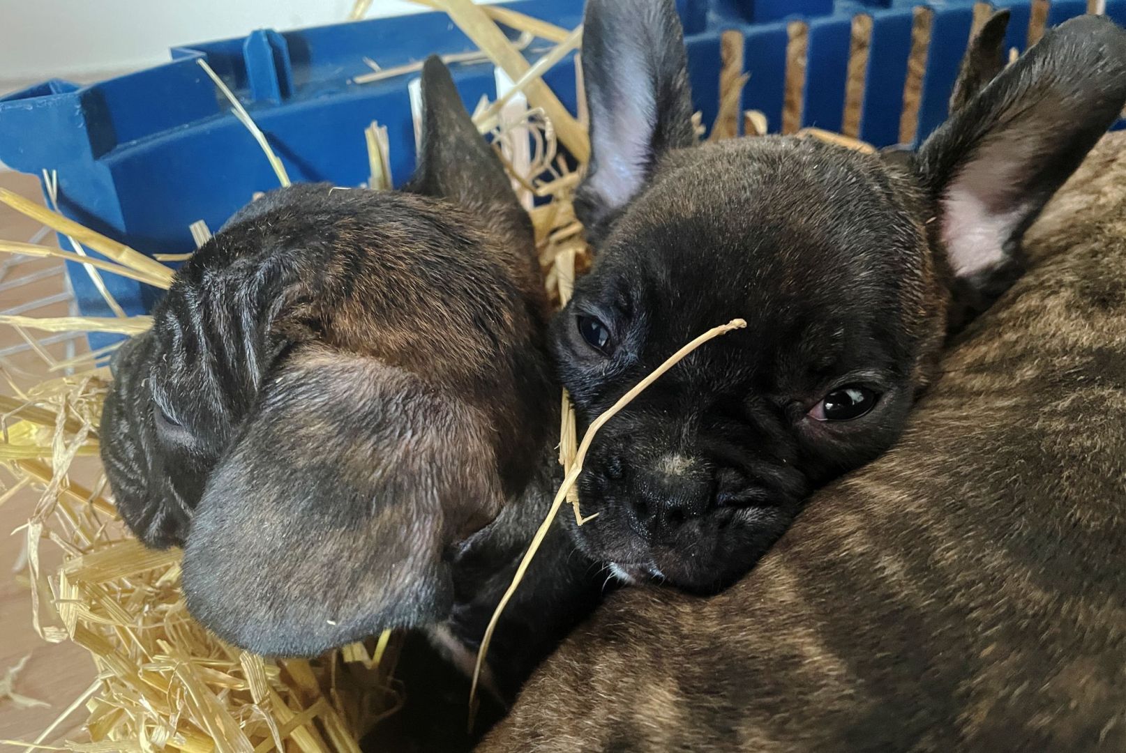 Illegaler Welpenhandel