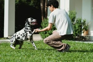 Impulskontrolle beim Hund: Warum Ruhe lernbar ist – und den Alltag so viel leichter macht
