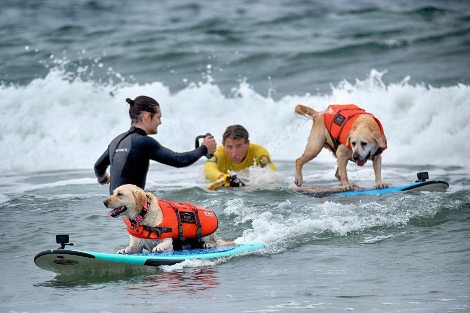 «Incredible Dog Challenge» - Surfmeisterschaft für Hunde
