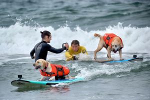 «Incredible Dog Challenge» - Surfmeisterschaft für Hunde