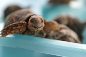 Indische Sternschildkröte