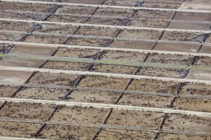 Industrielle Viehzucht gefährdet Klimaziele, wie bedeutsame internationale Studie zeigt