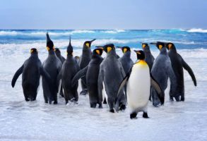 Inspiriert von Pinguinen: Diese Folie kann kühlen und warmhalten