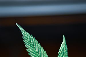 Internationaler Kiffertag: Nicht alles ist erlaubt