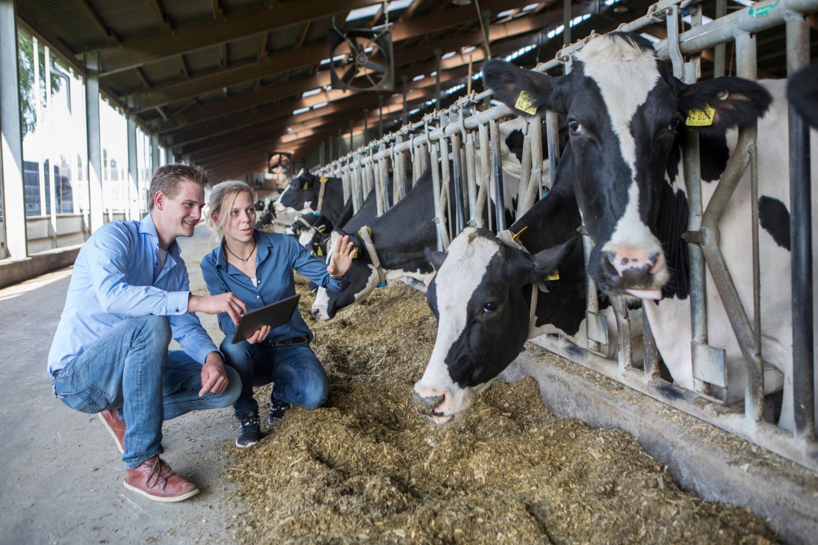 IQexpert: KI im Kuhstall
