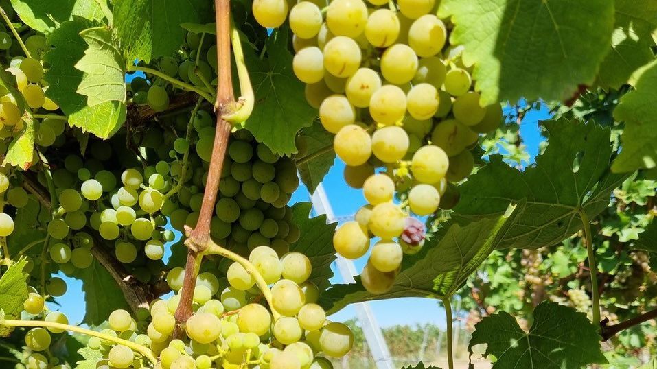 Jetzt 4000 Hektar in Deutschland